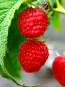 Das Raspberries Macro Photo Wallpaper 132x176