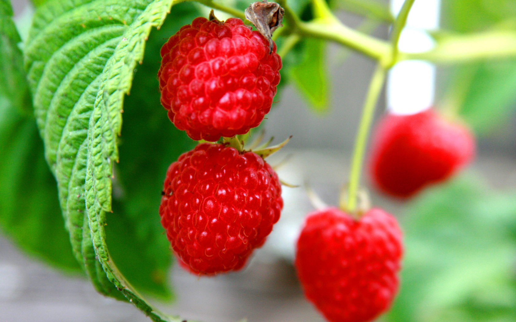 Обои Raspberries Macro Photo 1680x1050