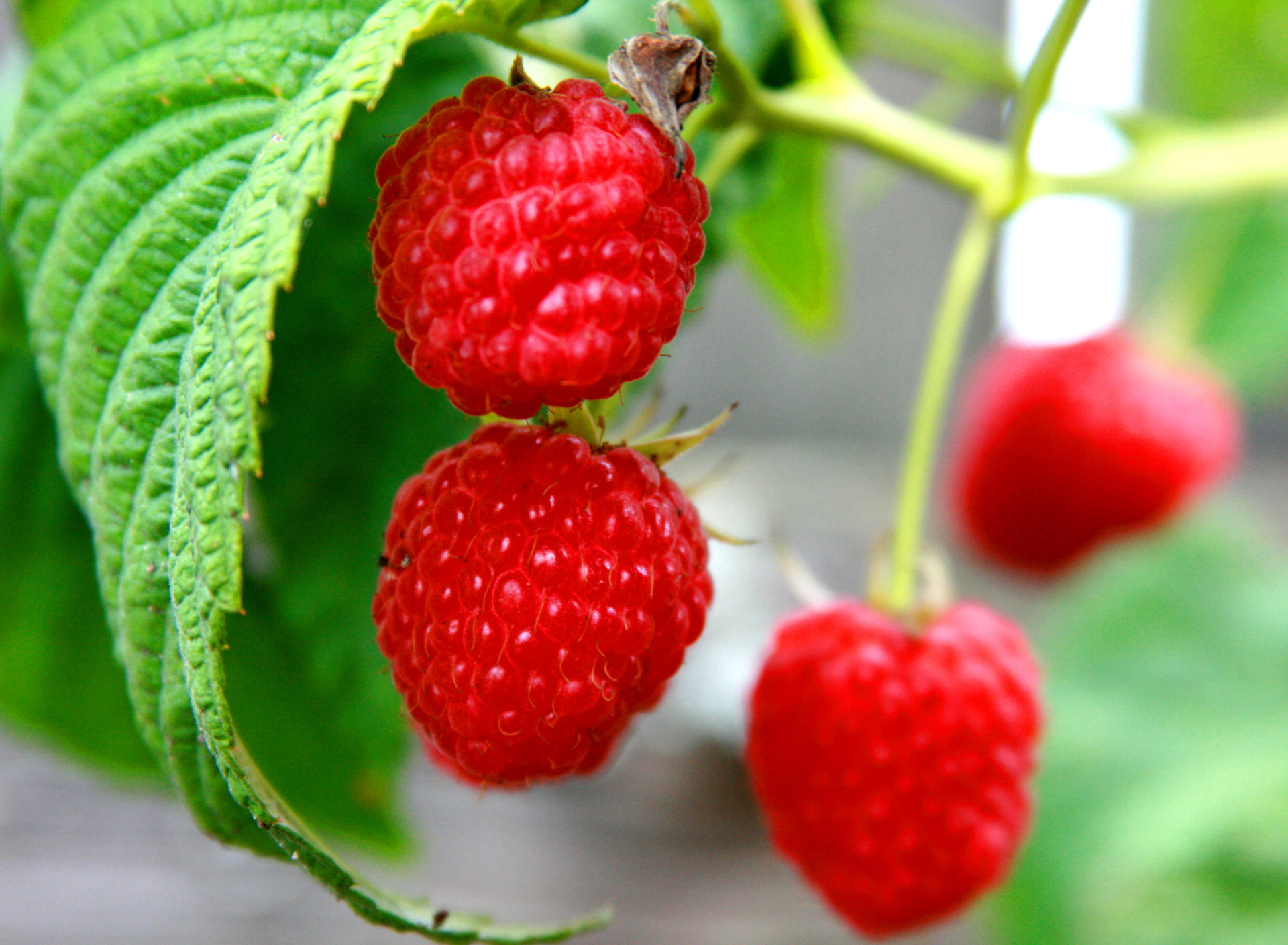 Das Raspberries Macro Photo Wallpaper 1920x1408