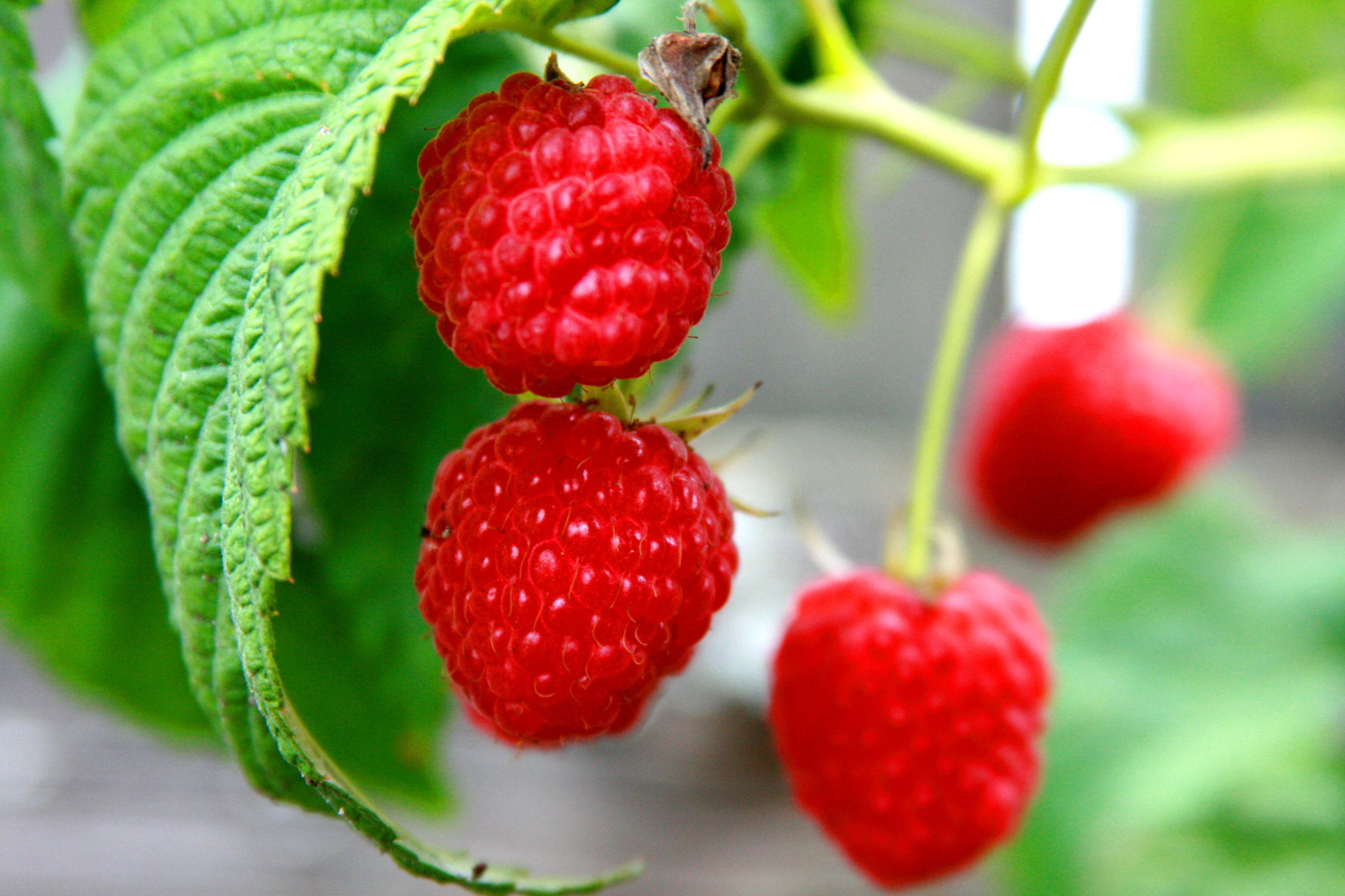 Fondo de pantalla Raspberries Macro Photo 2880x1920