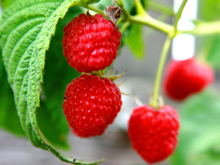 Das Raspberries Macro Photo Wallpaper 320x240
