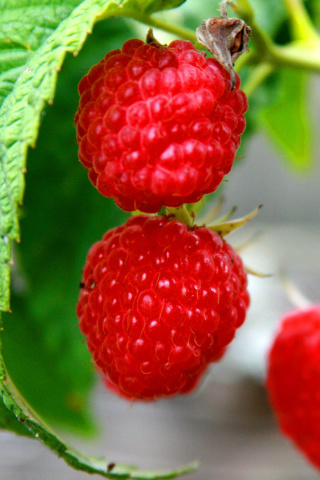 Raspberries Macro Photo wallpaper 320x480