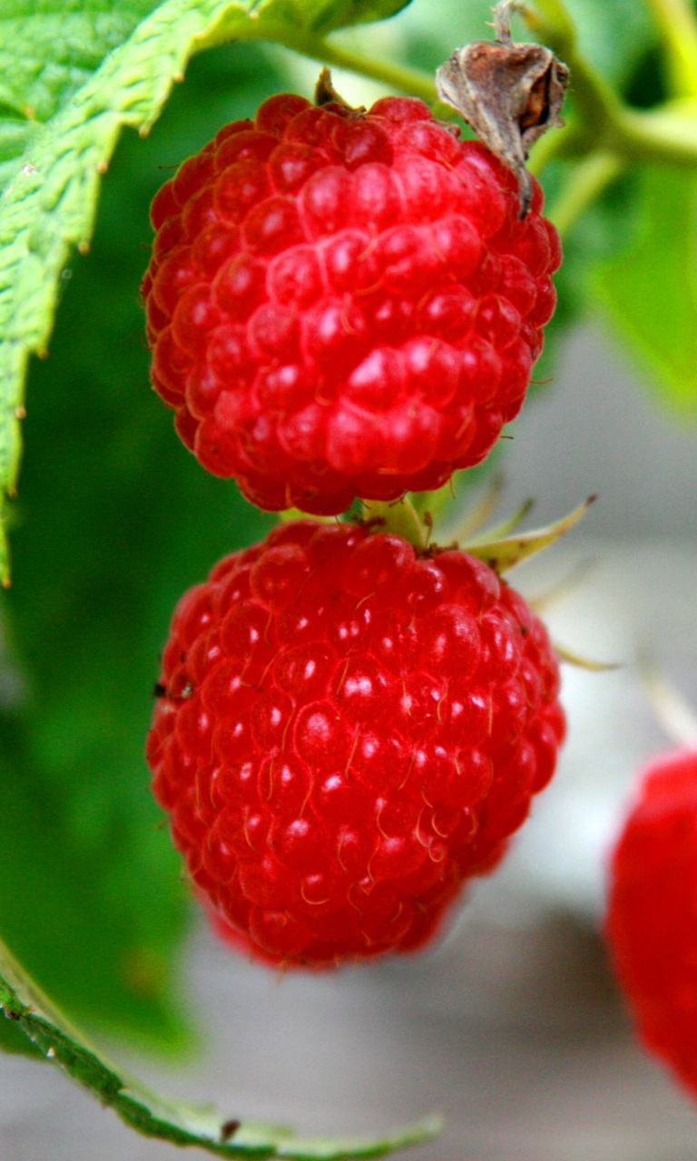 Raspberries Macro Photo wallpaper 768x1280