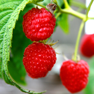 Kostenloses Raspberries Macro Photo Wallpaper für 1024x1024