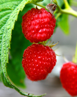 Raspberries Macro Photo sfondi gratuiti per Nokia Lumia 925