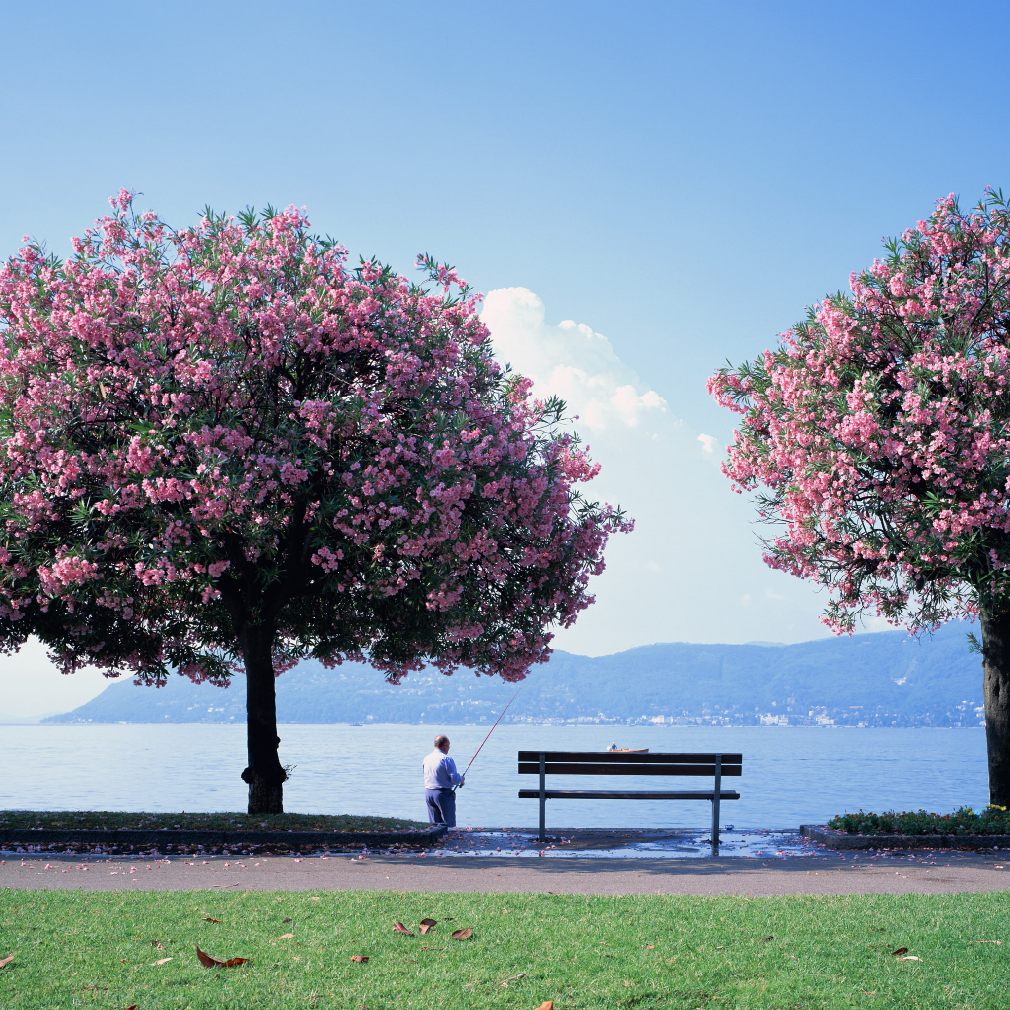 Обои Fisherman Under Sakura Tree 2048x2048