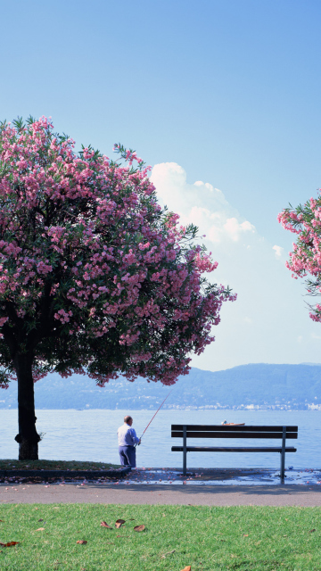 Обои Fisherman Under Sakura Tree 360x640