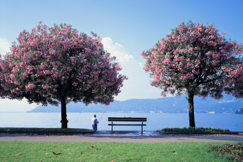 Fisherman Under Sakura Tree wallpaper 480x320