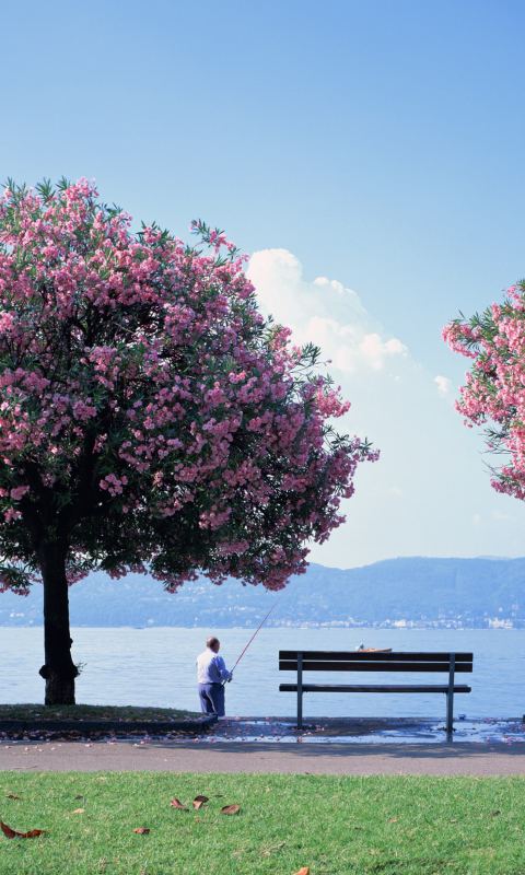 Das Fisherman Under Sakura Tree Wallpaper 480x800