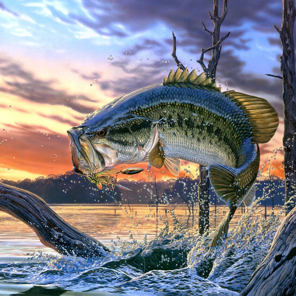 Das Percidae Fish Wallpaper 1024x1024