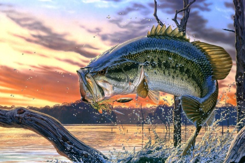 Das Percidae Fish Wallpaper 480x320