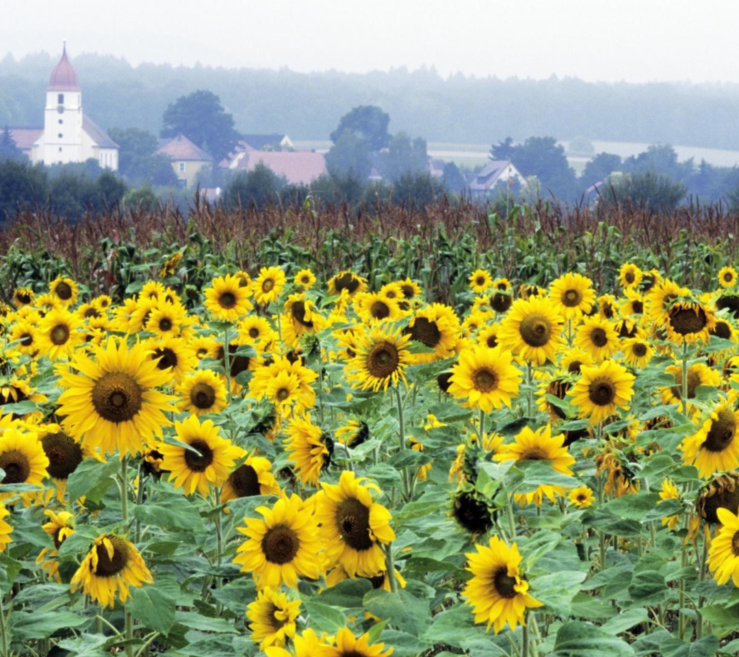 Das Sunflower Field In Germany Wallpaper 1080x960