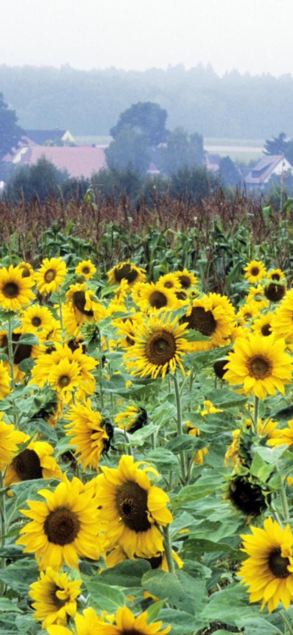 Sfondi Sunflower Field In Germany 1170x2532