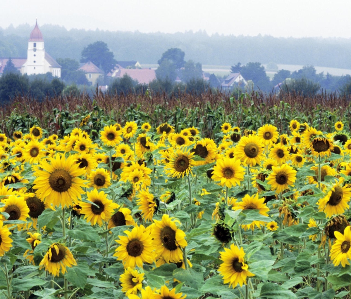 Screenshot №1 pro téma Sunflower Field In Germany 1200x1024