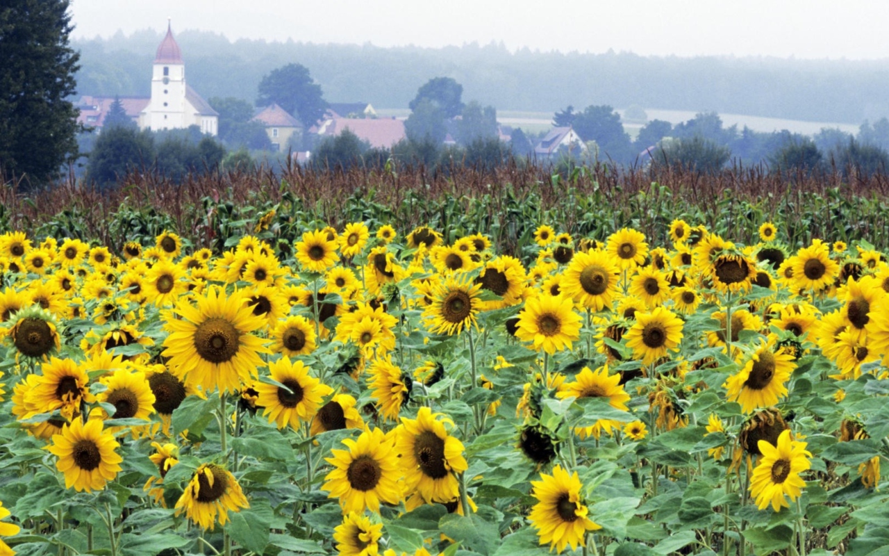 Das Sunflower Field In Germany Wallpaper 1280x800