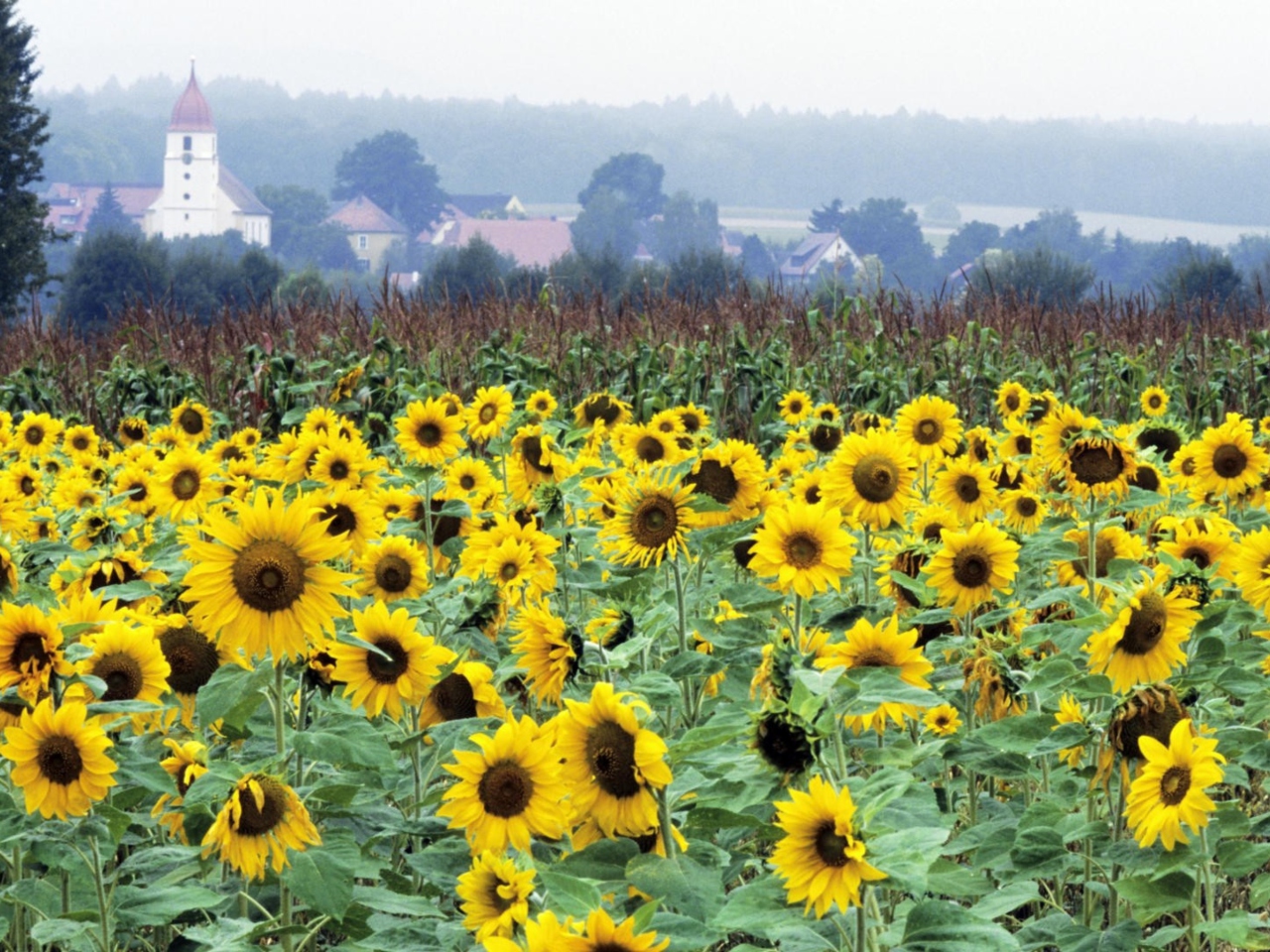 Screenshot №1 pro téma Sunflower Field In Germany 1280x960