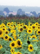 Fondo de pantalla Sunflower Field In Germany 132x176