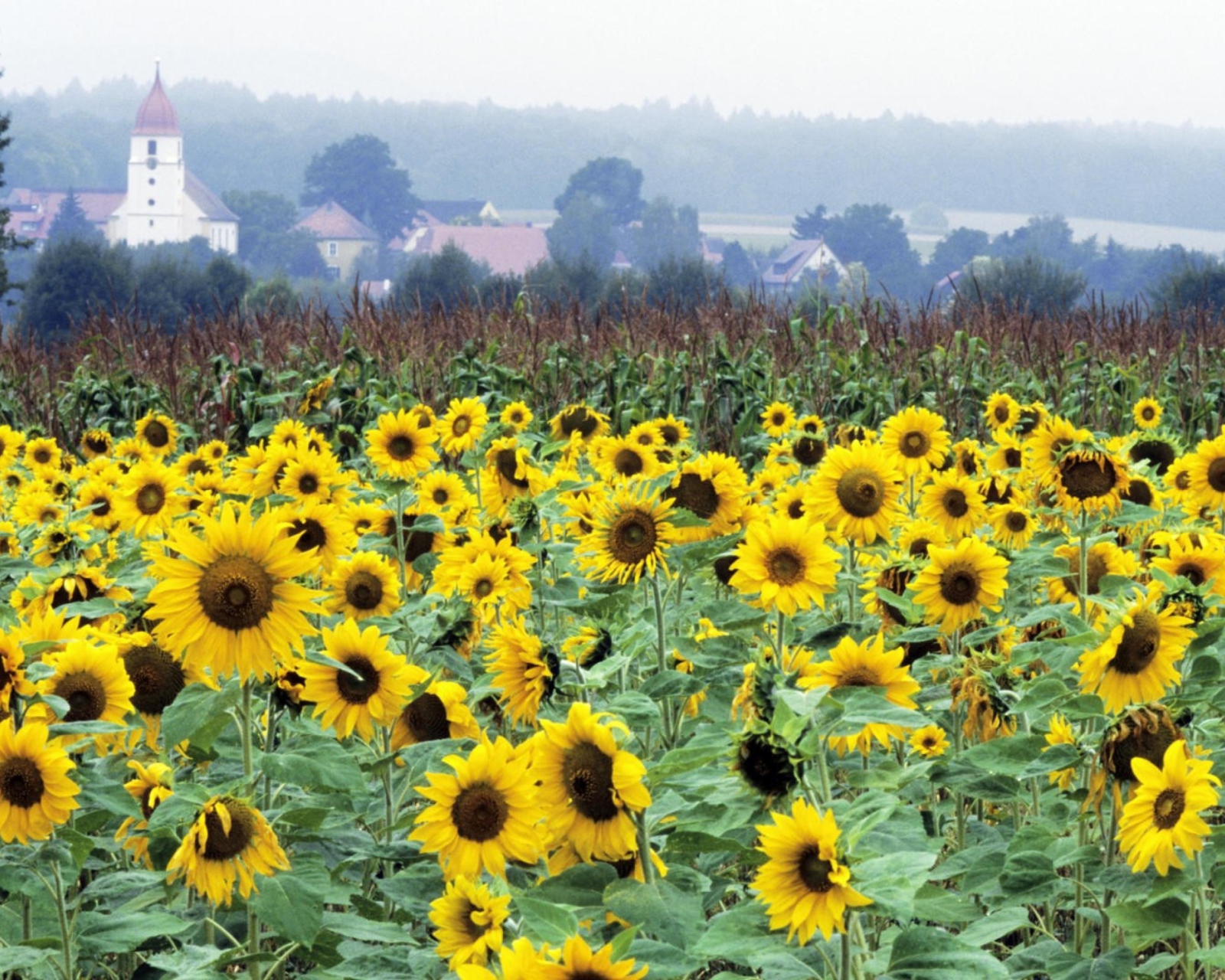 Das Sunflower Field In Germany Wallpaper 1600x1280