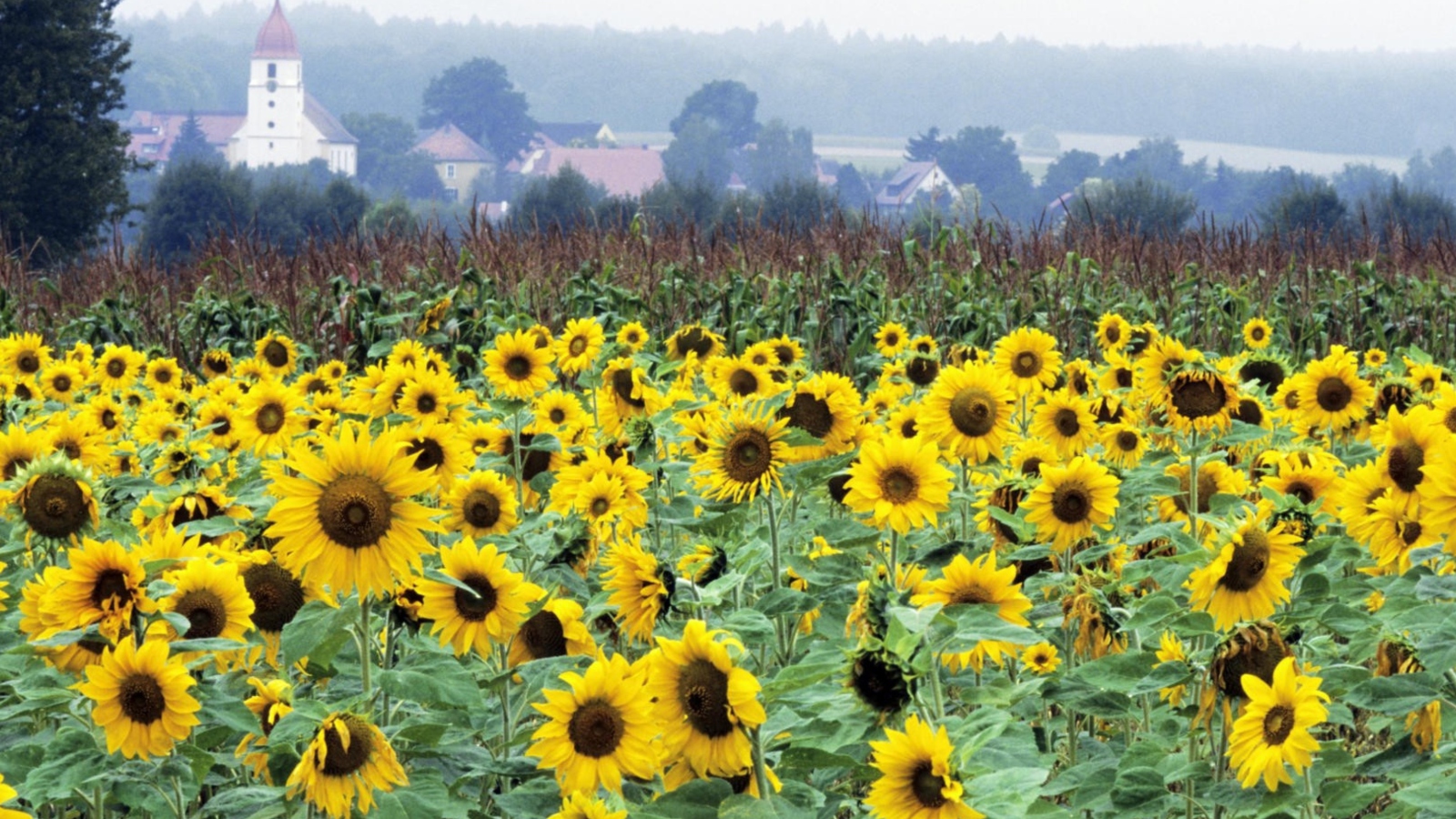 Screenshot №1 pro téma Sunflower Field In Germany 1600x900