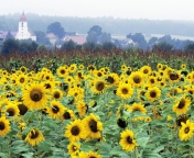 Sunflower Field In Germany wallpaper 176x144