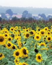 Das Sunflower Field In Germany Wallpaper 176x220