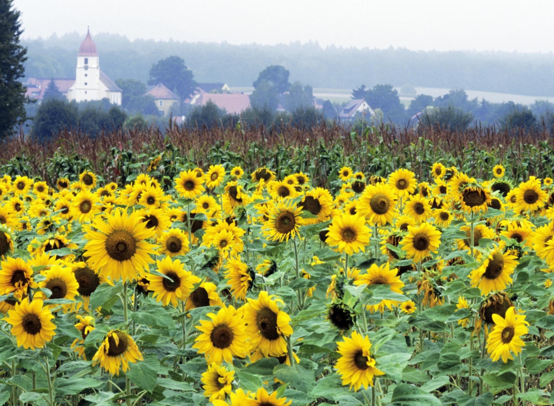 Sunflower Field In Germany wallpaper 1920x1408