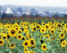 Das Sunflower Field In Germany Wallpaper 220x176