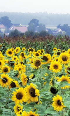 Screenshot №1 pro téma Sunflower Field In Germany 240x400
