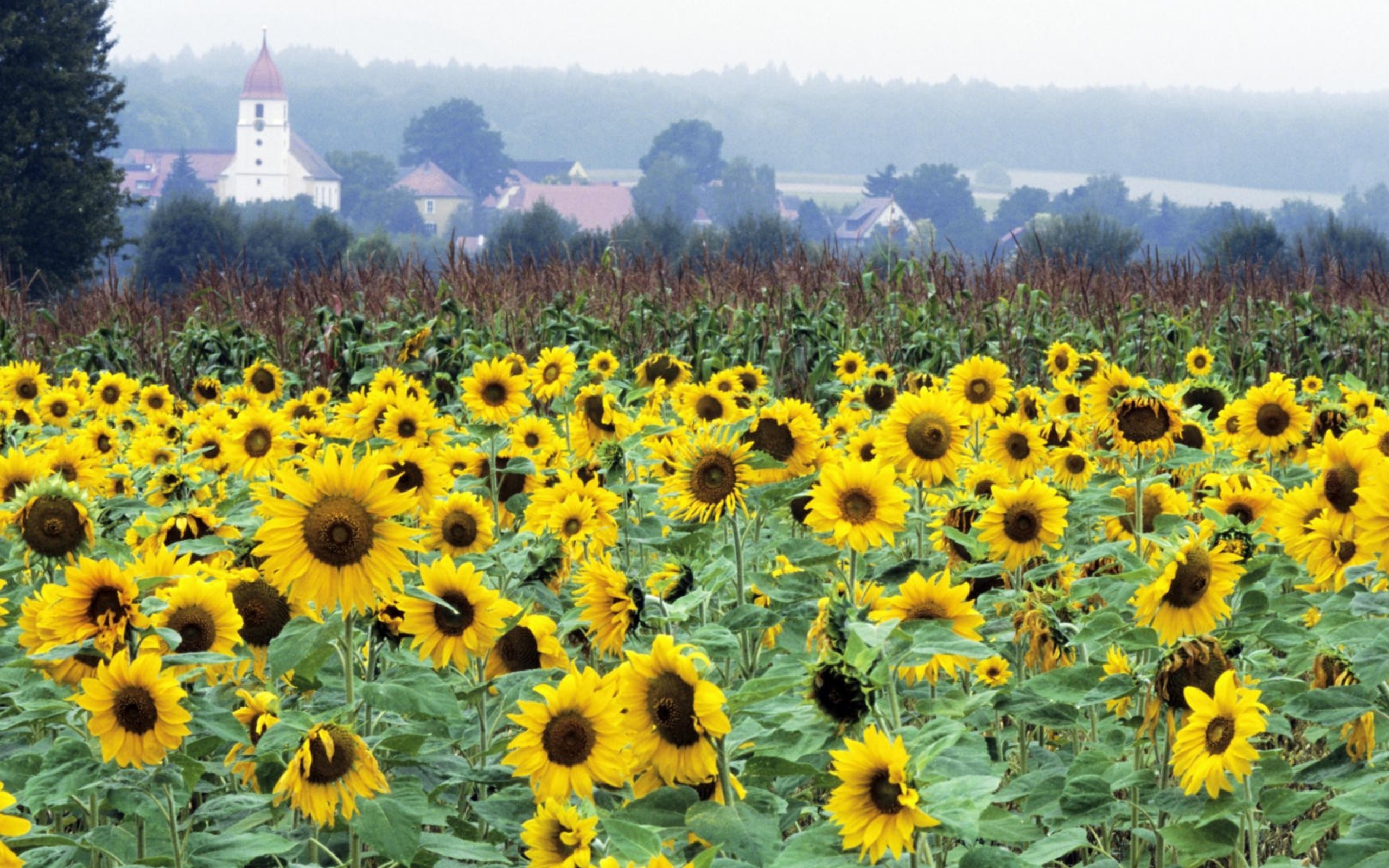 Sunflower Field In Germany wallpaper 2560x1600
