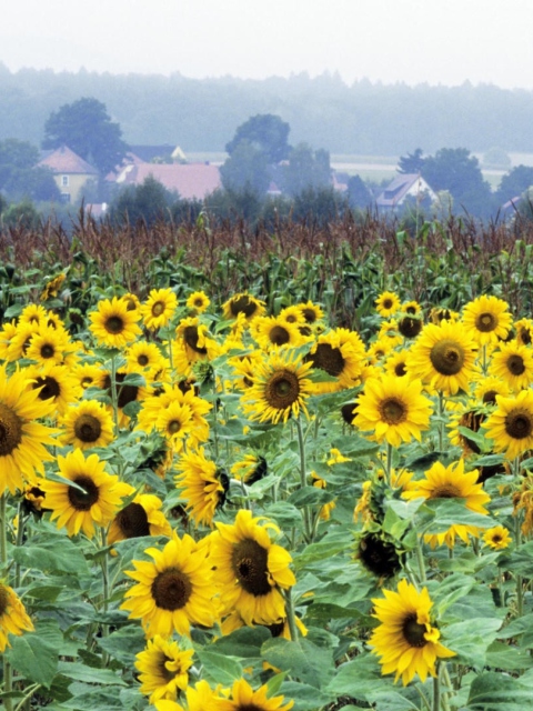 Sunflower Field In Germany wallpaper 480x640