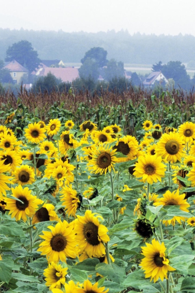 Sunflower Field In Germany wallpaper 640x960