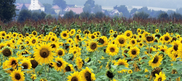 Screenshot №1 pro téma Sunflower Field In Germany 720x320
