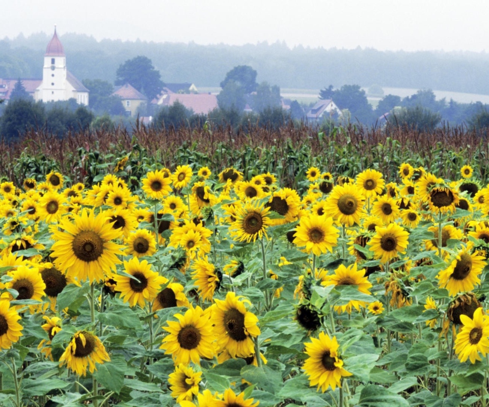 Das Sunflower Field In Germany Wallpaper 960x800