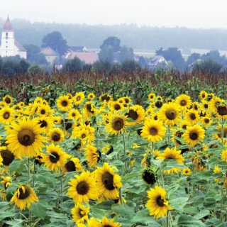 Sunflower Field In Germany papel de parede para celular para iPad 2