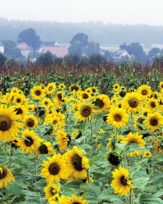 Sunflower Field In Germany - Obrázkek zdarma pro Nokia Asha 503