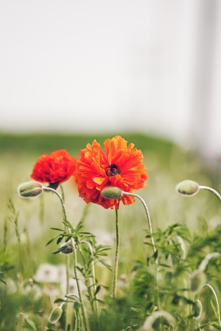 Poppy Flowers screenshot #1 320x480