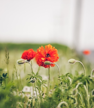 Poppy Flowers - Obrázkek zdarma pro Nokia C2-01