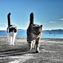 Обои Cats Walking At Beach 128x128