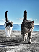 Sfondi Cats Walking At Beach 132x176