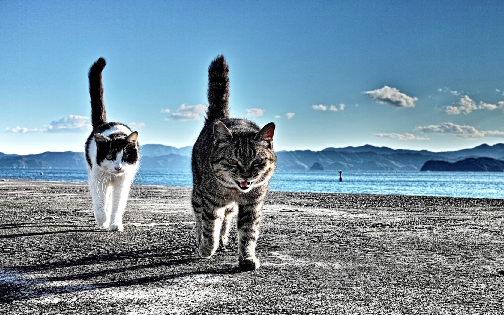 Das Cats Walking At Beach Wallpaper 1680x1050