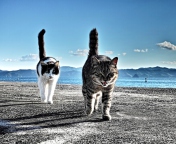 Cats Walking At Beach wallpaper 176x144