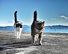 Sfondi Cats Walking At Beach 220x176