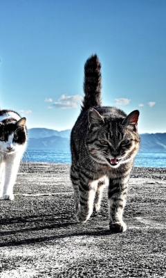 Обои Cats Walking At Beach 240x400