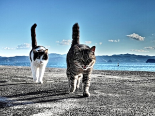 Das Cats Walking At Beach Wallpaper 320x240