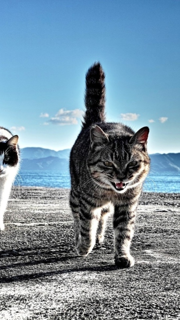 Обои Cats Walking At Beach 360x640