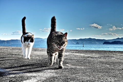 Обои Cats Walking At Beach 480x320