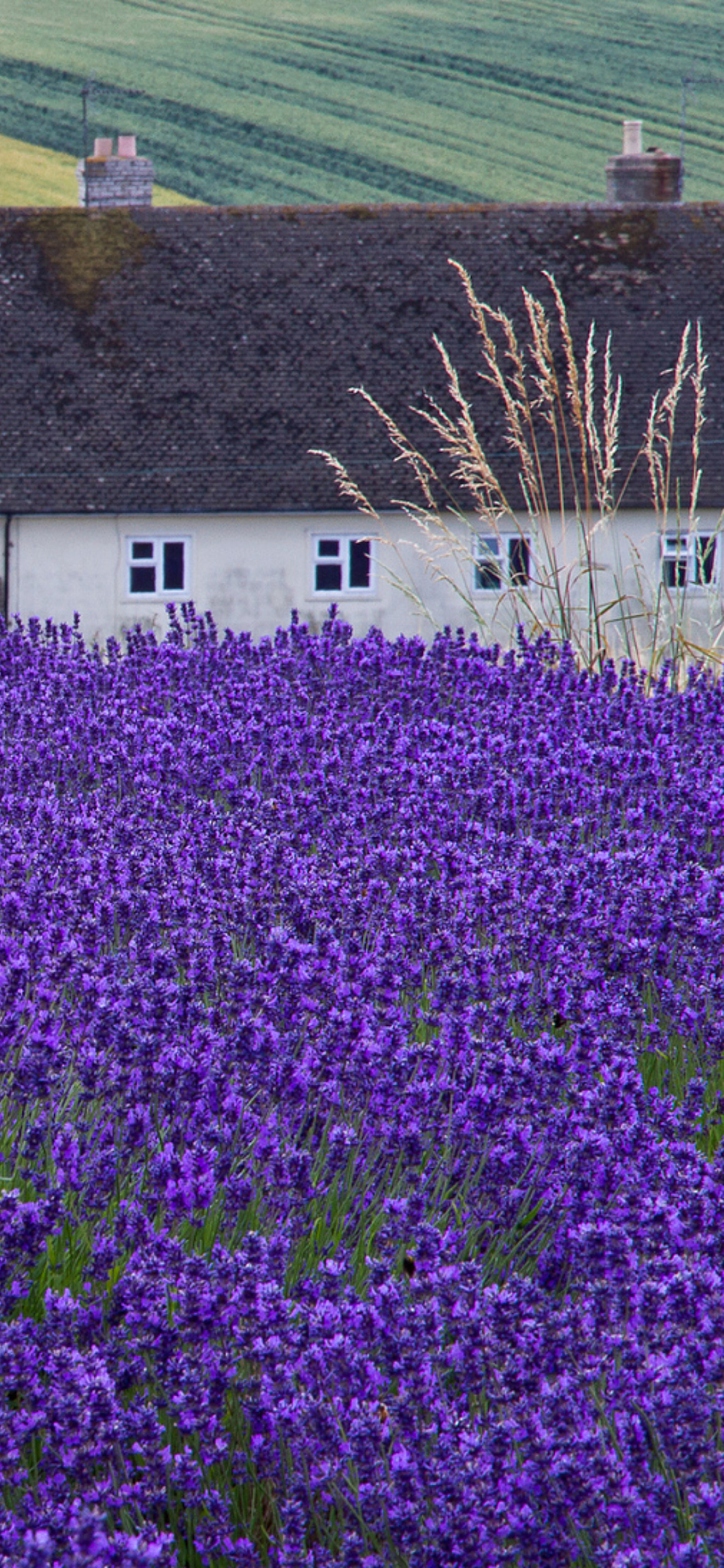 Обои House In Lavender Field 1170x2532