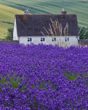 Fondo de pantalla House In Lavender Field 128x160