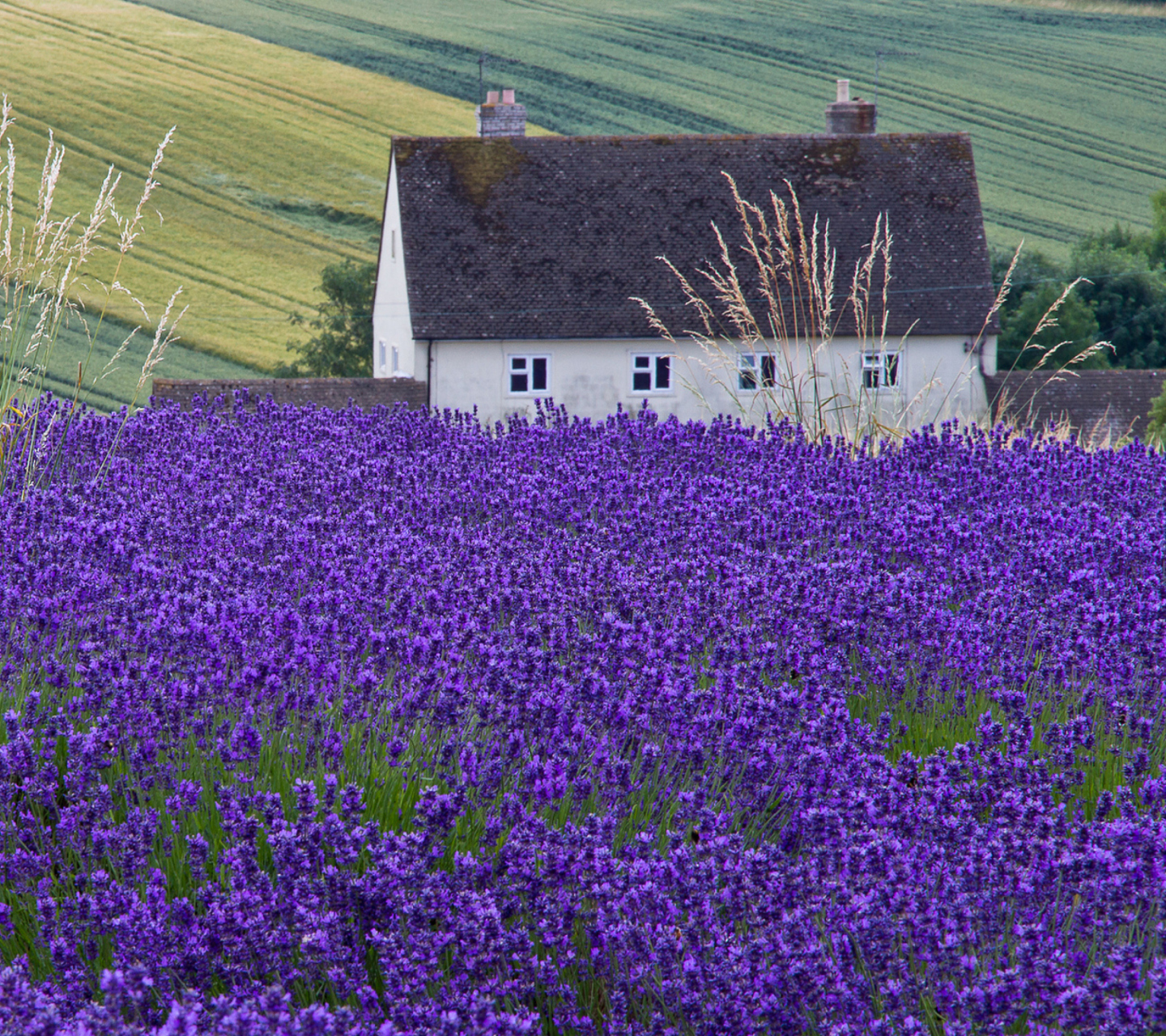 Sfondi House In Lavender Field 1440x1280