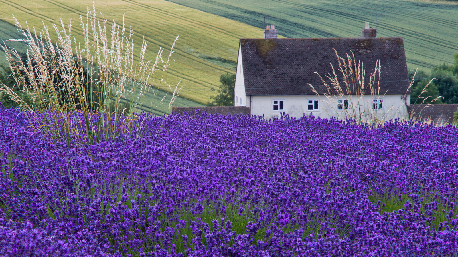 House In Lavender Field wallpaper 1600x900